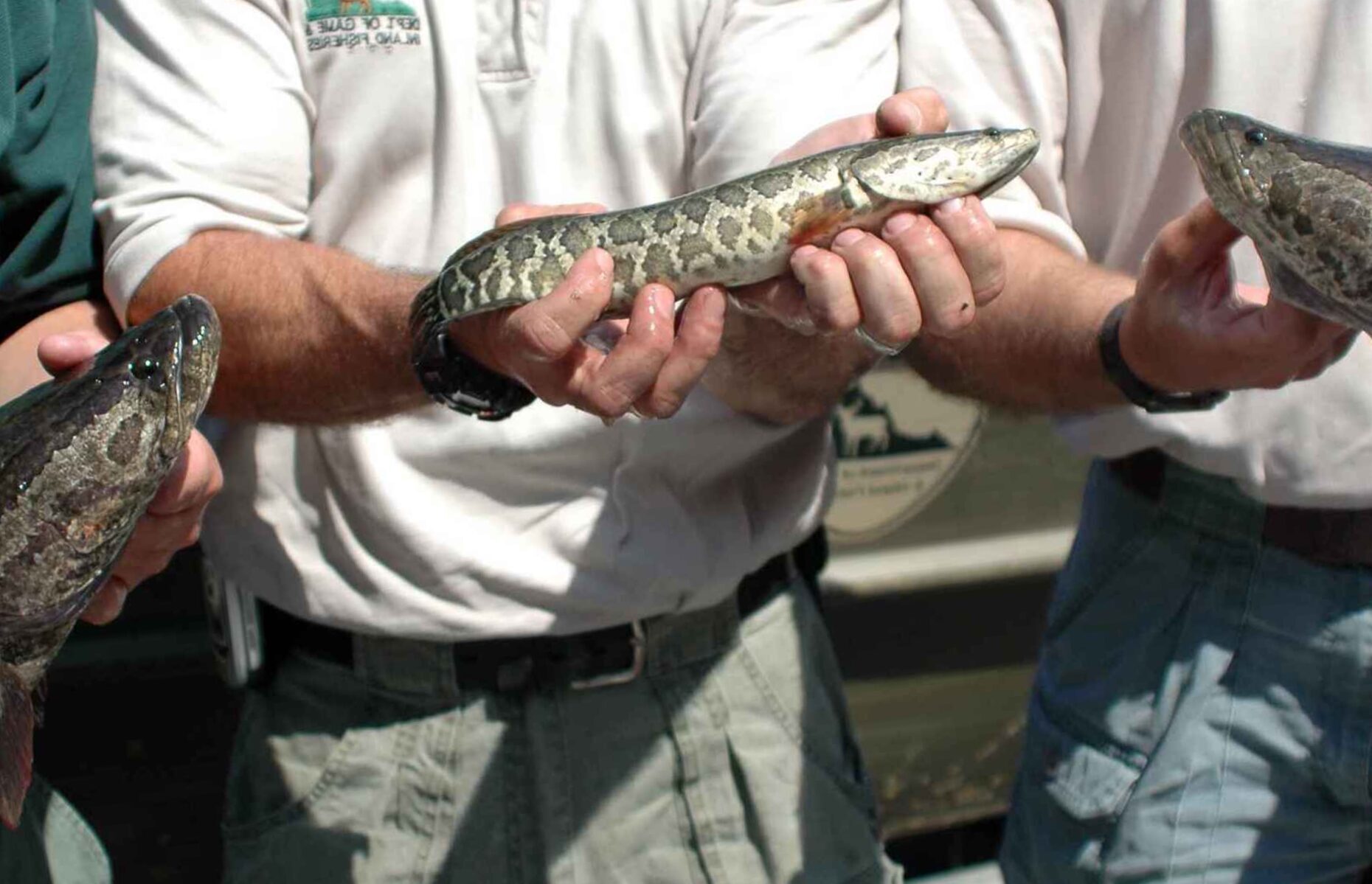 The Most Invasive Species In North America