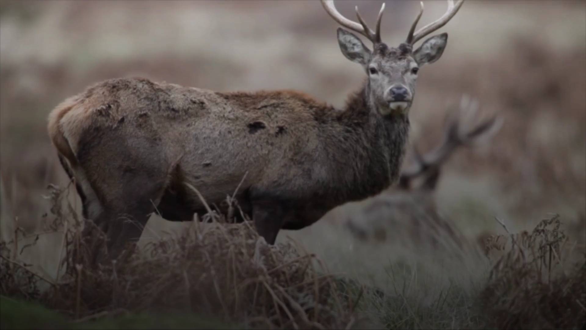 zombie deer disease        
        <figure class=