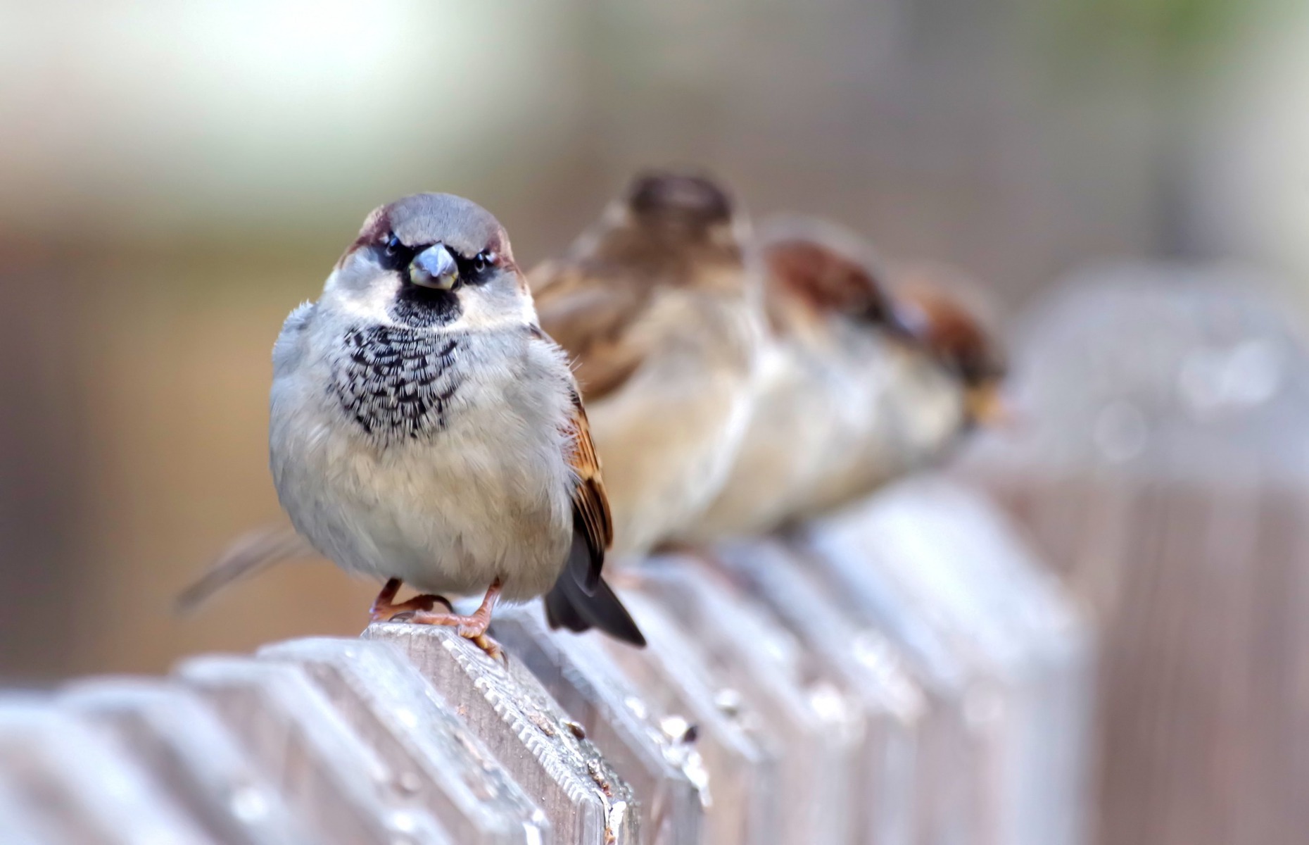 The most invasive species in North America