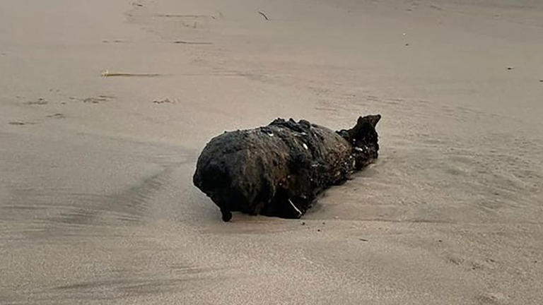 A weathered bomb washed up on a California beach. Authorities