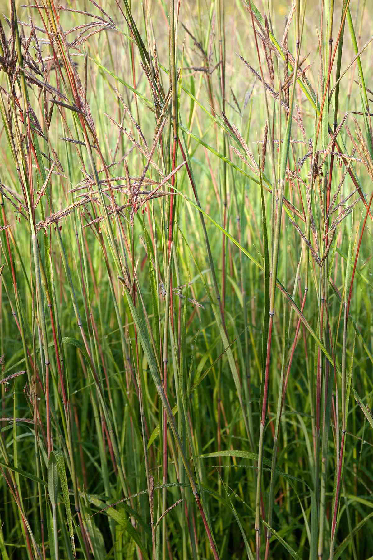 How to Plant and Grow Big Bluestem