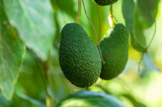 Scientists Spent Half A Century Creating Avocado Of The Future With   AA1mnFLH.img