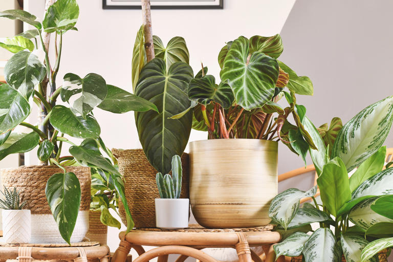 Five houseplants perfect for that sunny spot in your home