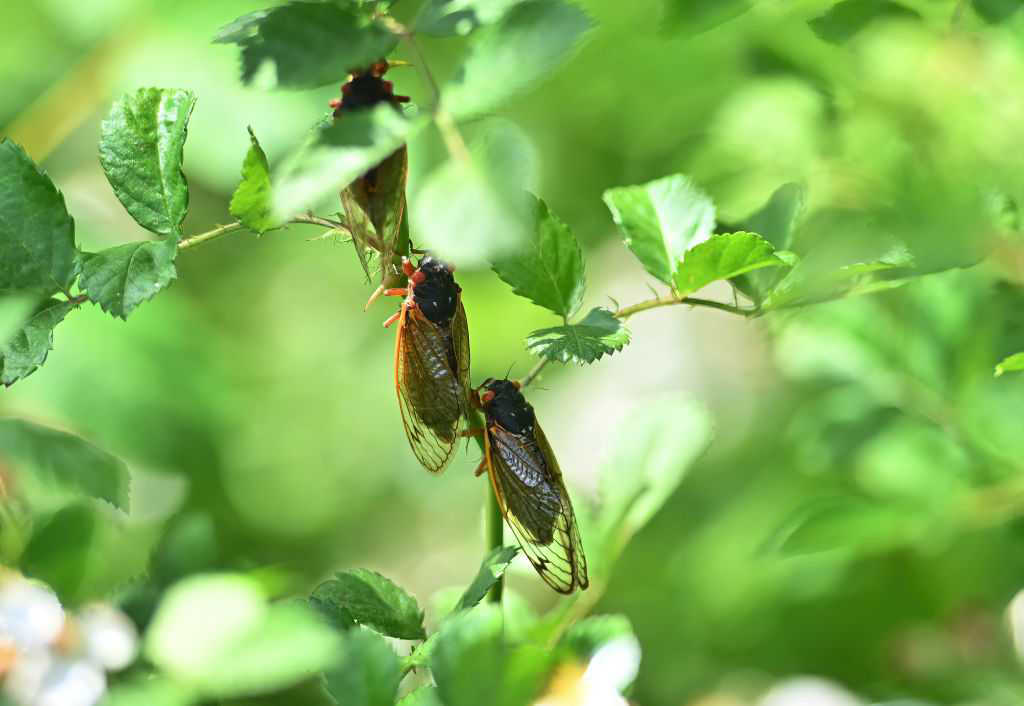 Rare 'double emergence' of cicadas expected in 2024 Will Cincinnati