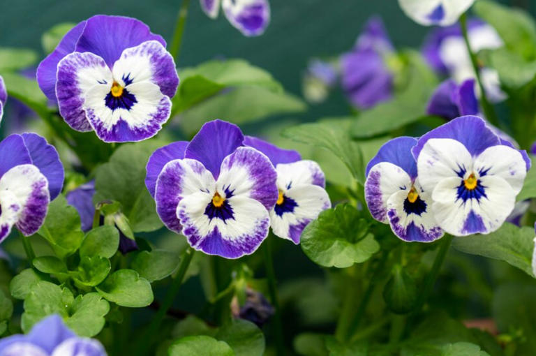 5 Plants for Winter Gardens: Economical and Resistant