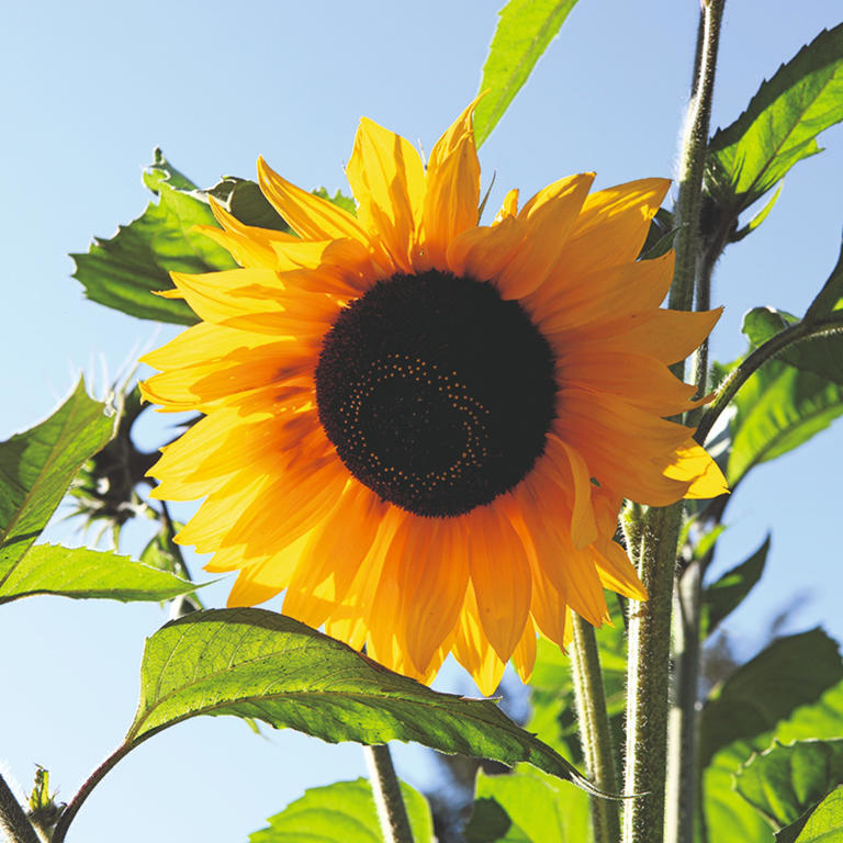 How Long Do Sunflowers Take To Grow Gardening Experts Reveal When You Can Expect Their Sunny