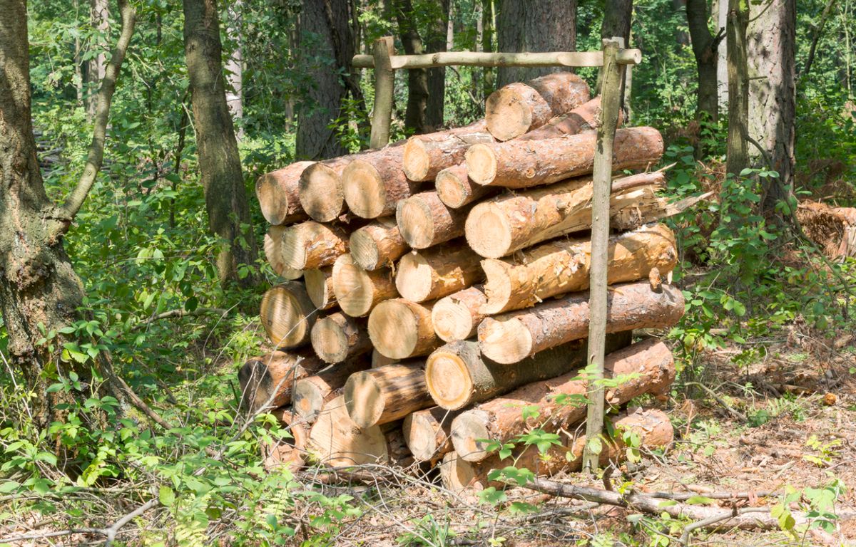 Droit D’affouage : Comment Se Chauffer Légalement Grâce à La Forêt