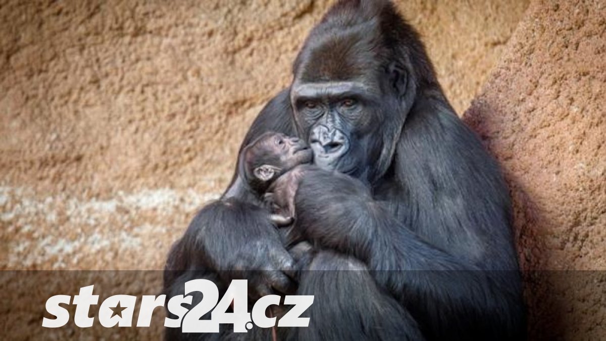 zoo praha se raduje! letos se narodilo už druhé gorilí mládě