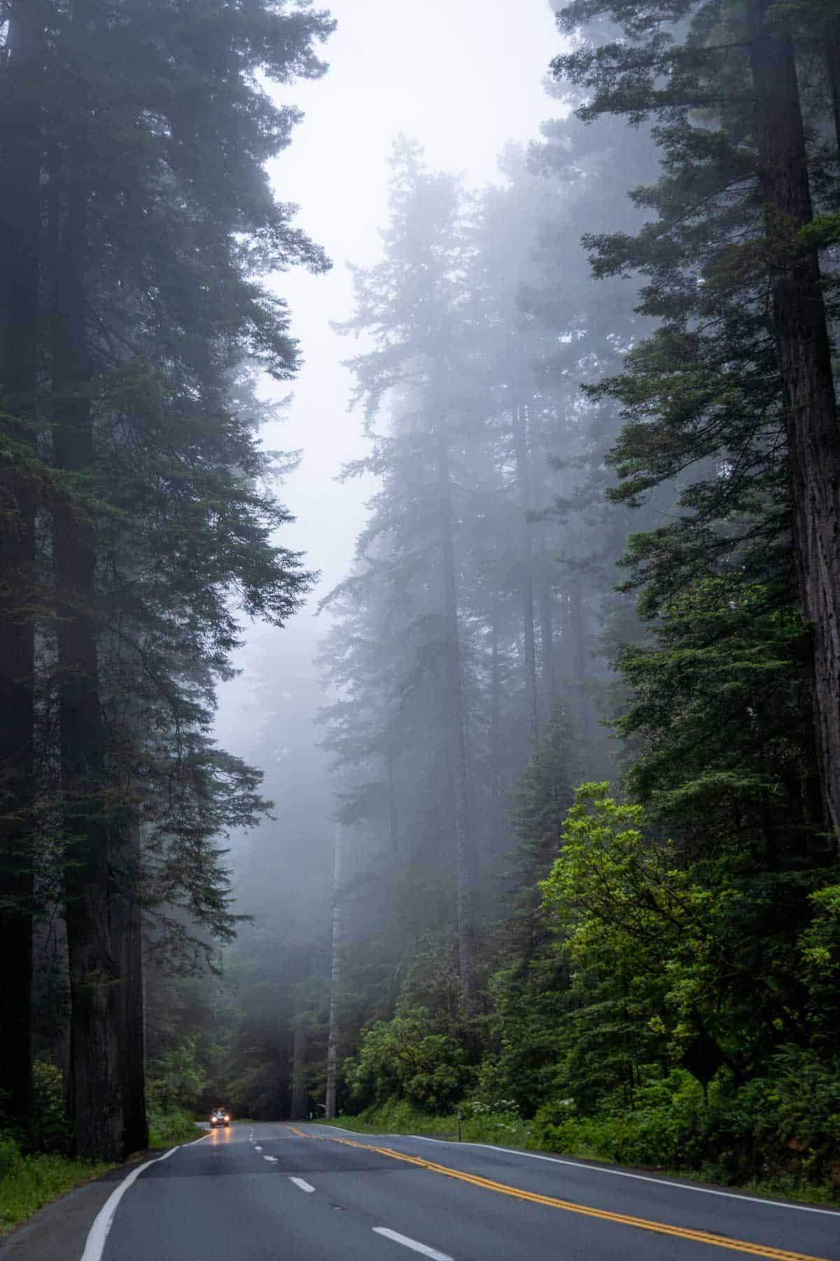 Perfect One Day In Redwood National Park Itinerary