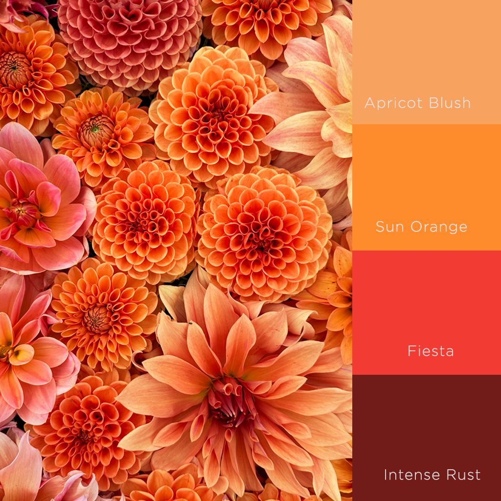 Dahlia Colour Trends 10 Must Have Varieties For 2024   AA1moznq.img