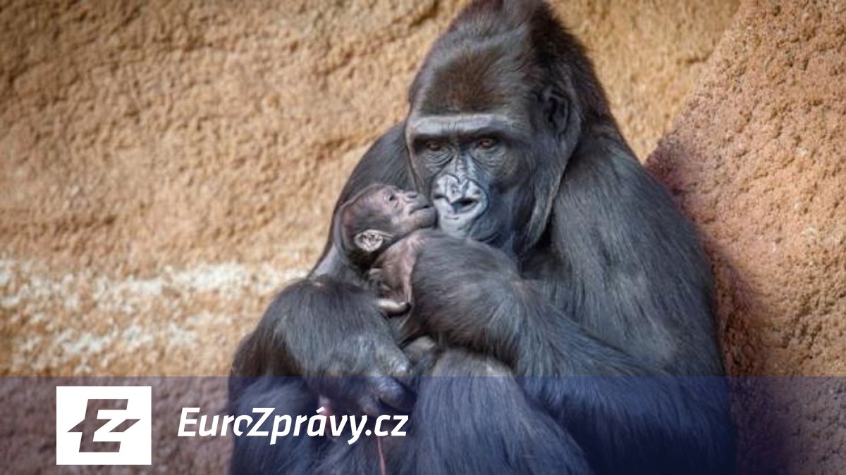 v zoo praha se narodilo gorilí mládě, letos už druhé