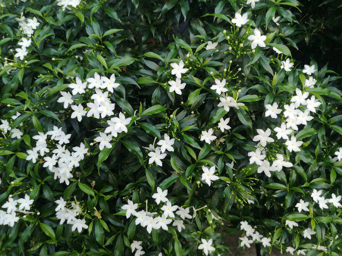 How to Grow and Care for Jasmine