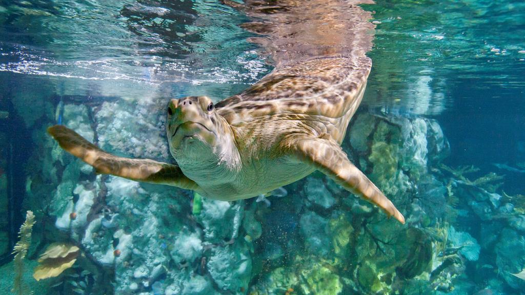 Chicago S Shedd Aquarium Announces Free Admission Days For 2024   AA1mpXlR.img