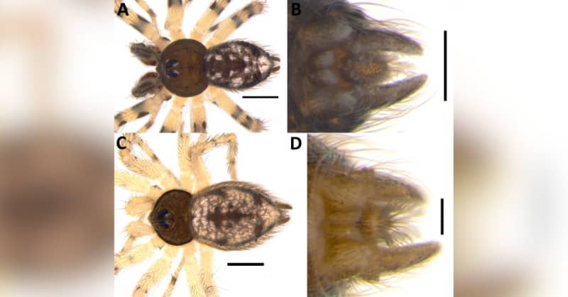 New Spider Species: Indian Desert Dweller Is 'Dynamic' Hunter That ...