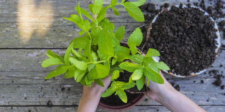 How To Keep Your Mint Plant Happy All Year Long