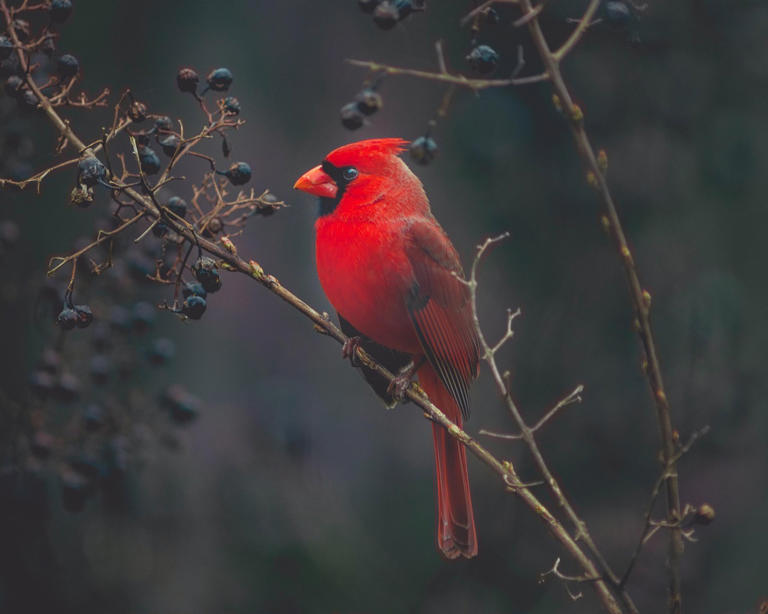 What are the Common Cardinal Zodiac Sign Traits?