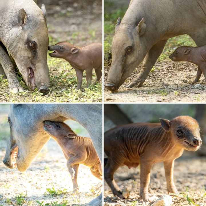 PHOTOS: Zoo Miami Welcomes Endangered Babirusa, Celebrates First ...