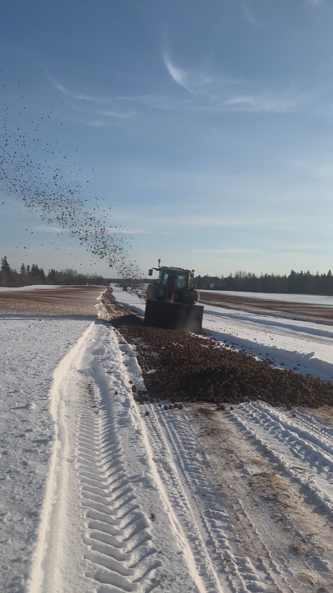 CFIA Targeting Spring 2024 For Draft Of New Potato Wart Response Plan   AA1mrUVt.img