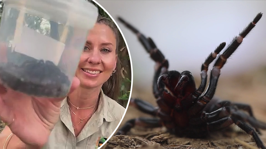 humid weather causes 'surge' of funnel-web spiders across sydney