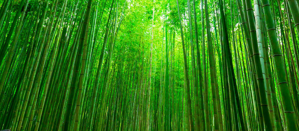 Het fluisterende bamboe (China)