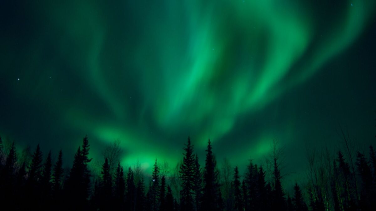 The Northern Lights create a mystical green canopy over the dark silhouettes of Alaskan pine trees, with the stars gently dotting the night sky, suggesting a peaceful and remote wilderness setting.