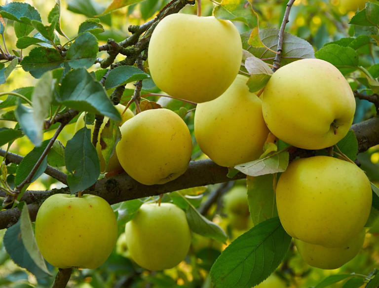 5 Types Of Yellow Apples To Add To Your Garden