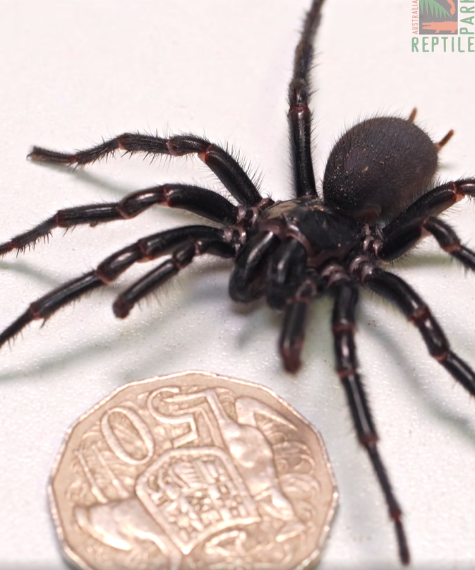 Monstrous Funnel Web Spider ‘herculese’ Breaks Record In Australia