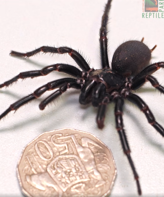 Monstrous Funnel Web Spider ‘herculese Breaks Record In Australia