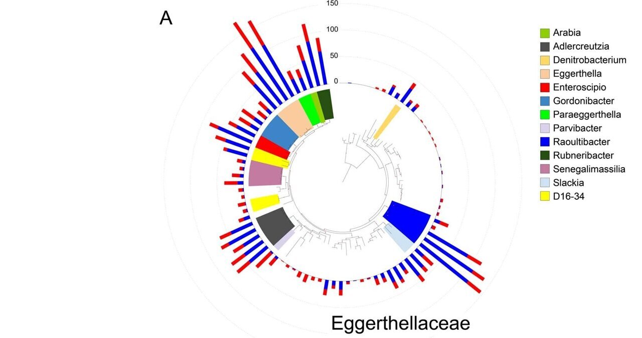 The Surprisingly Resourceful Ways Bacteria Thrive In The Human Gut   AA1ms7dl.img