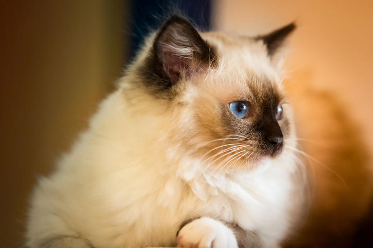 Himalayan Cat Colors: A Look At The Science & Aesthetics