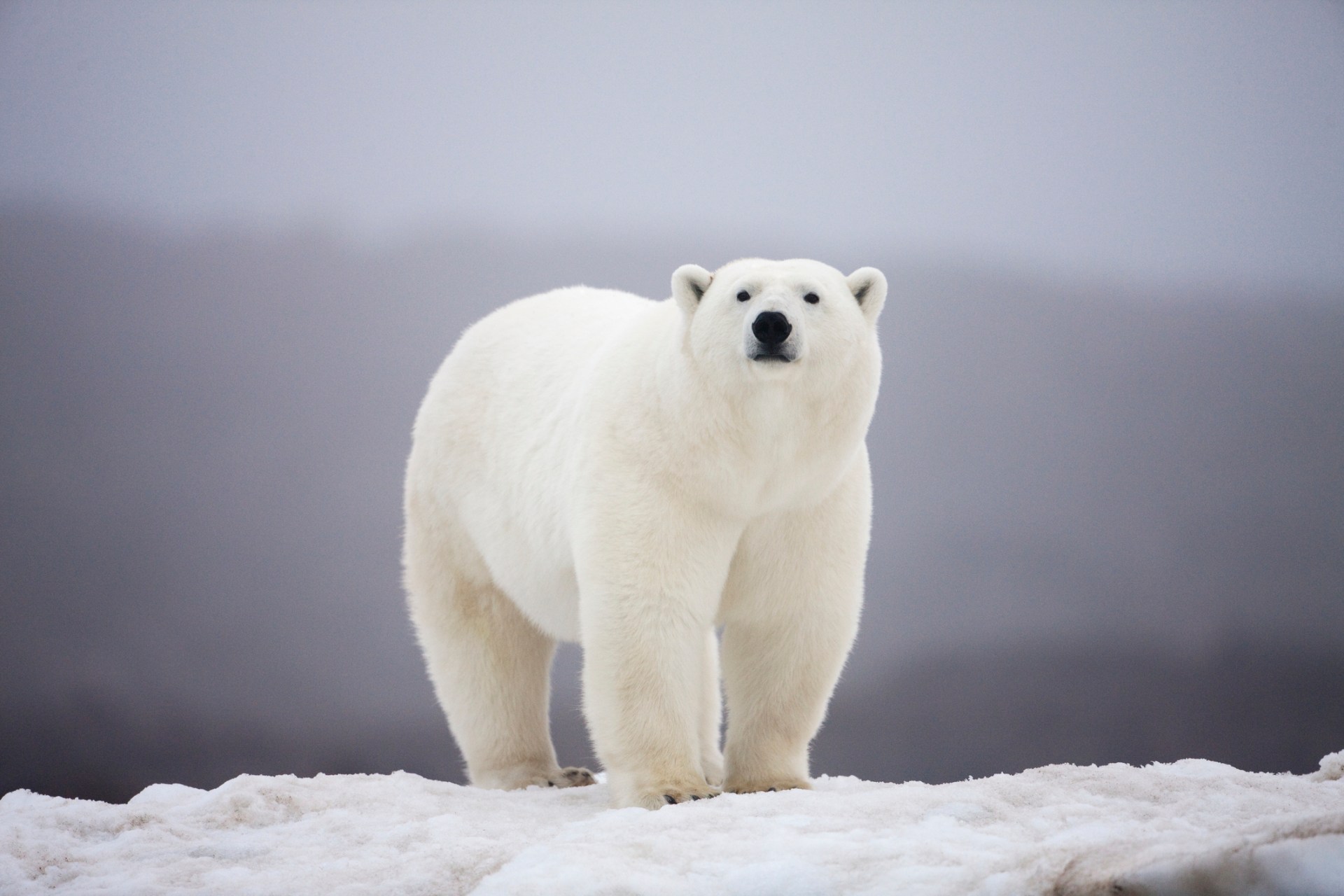 bird flu kills first polar bear as disease continues to spread