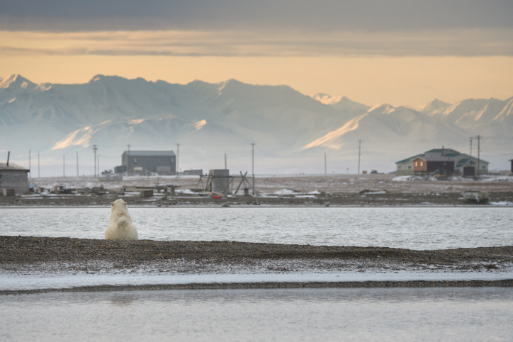 bird flu kills first polar bear as disease continues to spread