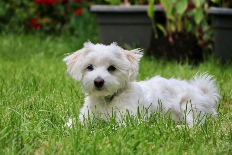 Maltese Shih Tzu Mix Breed Guide: Characteristics & Facts