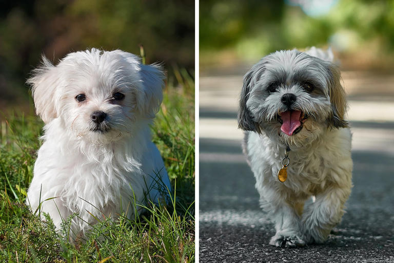 Maltese Shih Tzu Mix Breed Guide: Characteristics & Facts