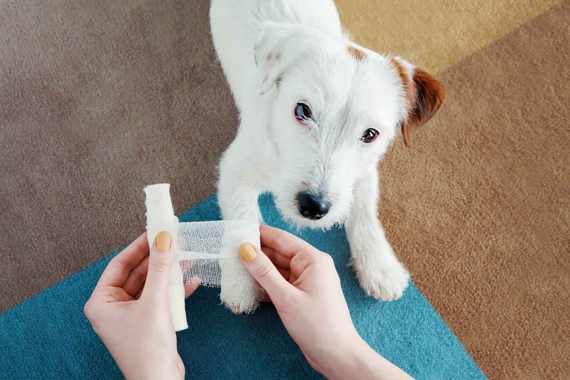 Pet First Aid: A Basic Guide To Dealing With A Pet Emergency