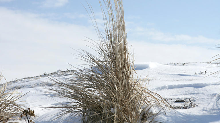 The Best Time Of Year To Cut Back Your Ornamental Grasses