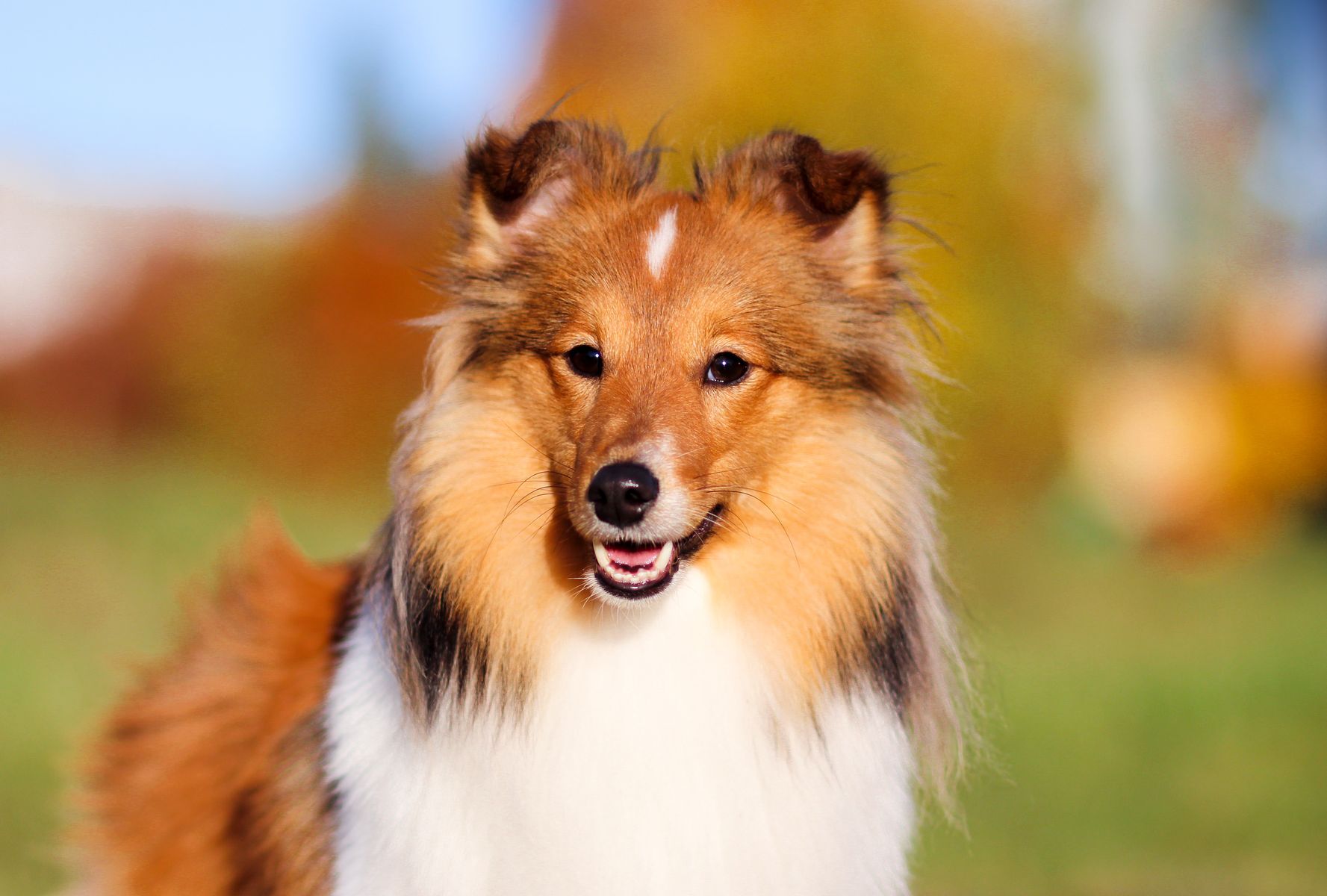 The 20 best breeds for inexperienced dog owners