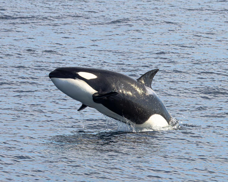 Lone orca kills great white shark in never-before-seen incident