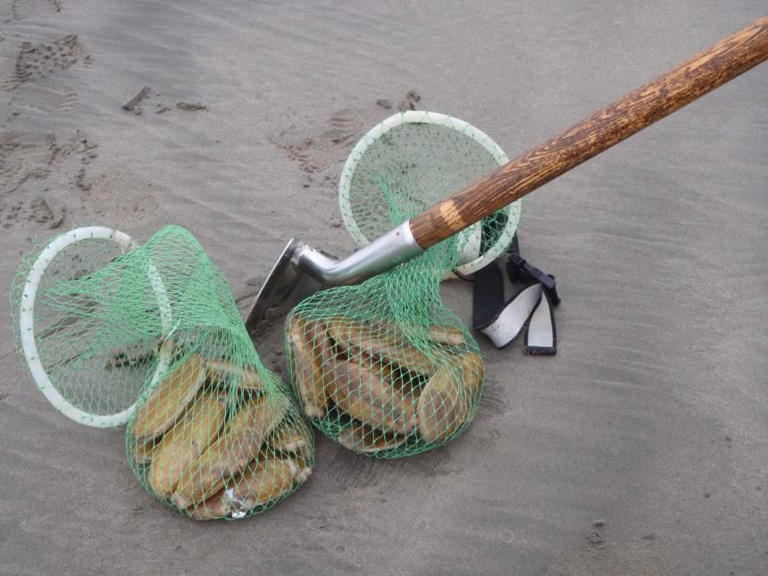 State announces January dates for razor clam digging on Washington coast