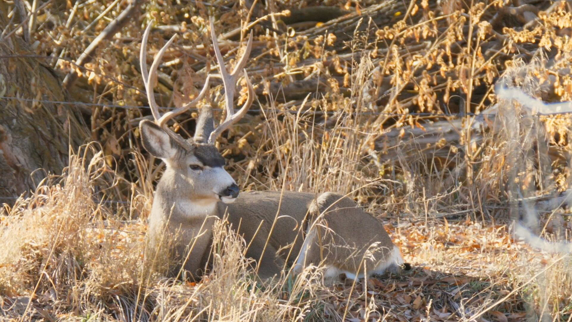 Local hunters want to keep rights after Chronic Wasting Disease arrives ...