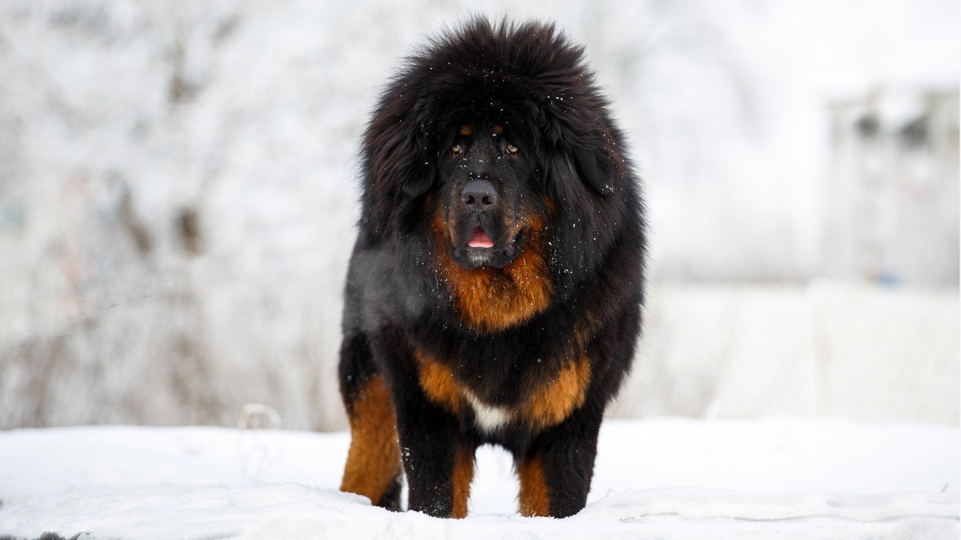 These Are 10 of the Costliest Dog Breeds to Own
