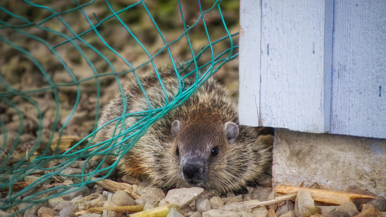 How To Protect Your Garden Cucumbers From Hungry Groundhogs