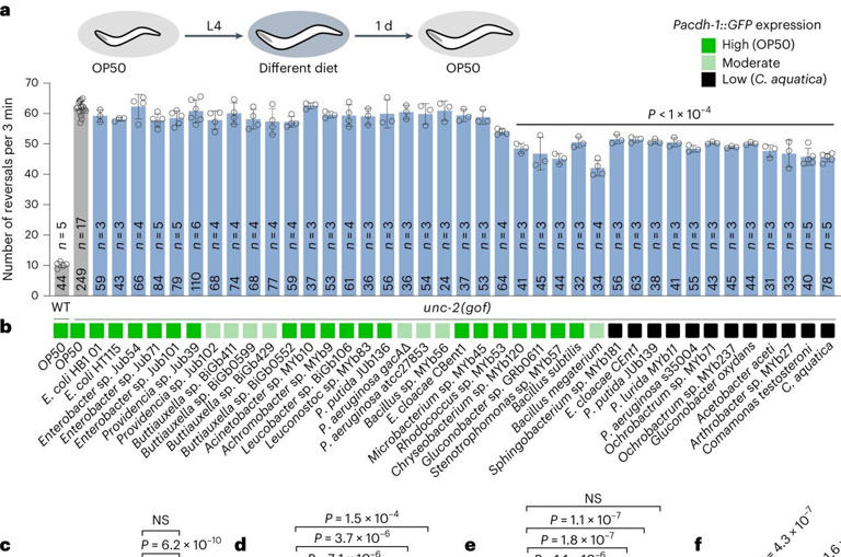 Researchers identify molecular link between gut bacteria and excitatory