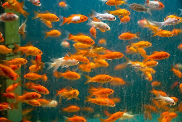 What are the signs of a sick pet fish?