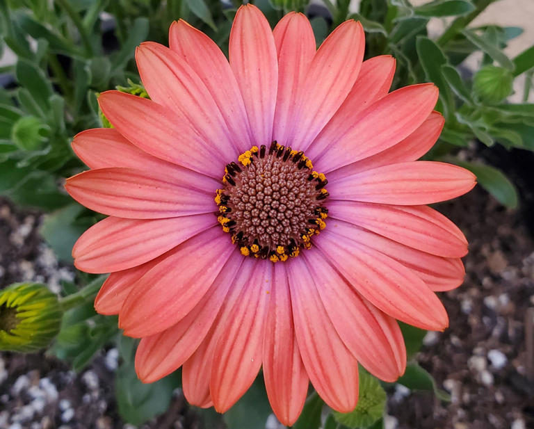 Tips for Growing And Caring for Osteospermum (African Daisy)