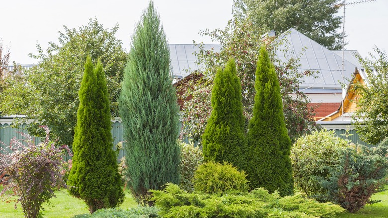 the one time of year you should avoid pruning your evergreen trees