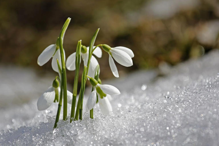 When Is The Spring Equinox 2024? When astronomical and meteorological