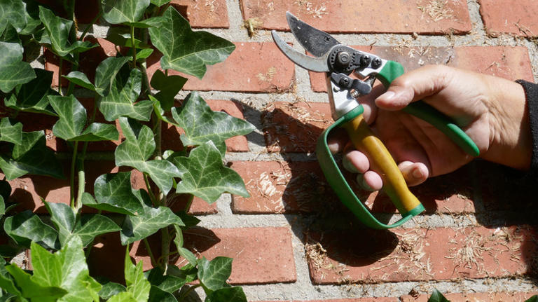 How To Save Your English Ivy From Leaf Spot (and Prevent Future Infections)