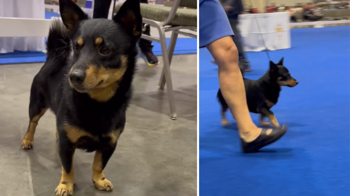 The American Kennel Club Recognizes New 'Little' But 'Powerful' Dog Breed