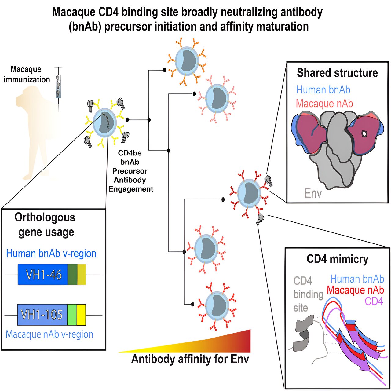 HIV Vaccine Takes Step Forward With Confirmation Of Neutralizing Antibodies